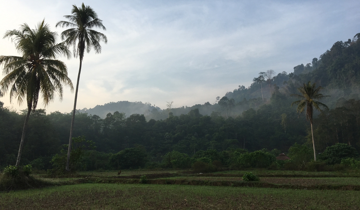 The back plots at Sri Lovely Organic Farm
