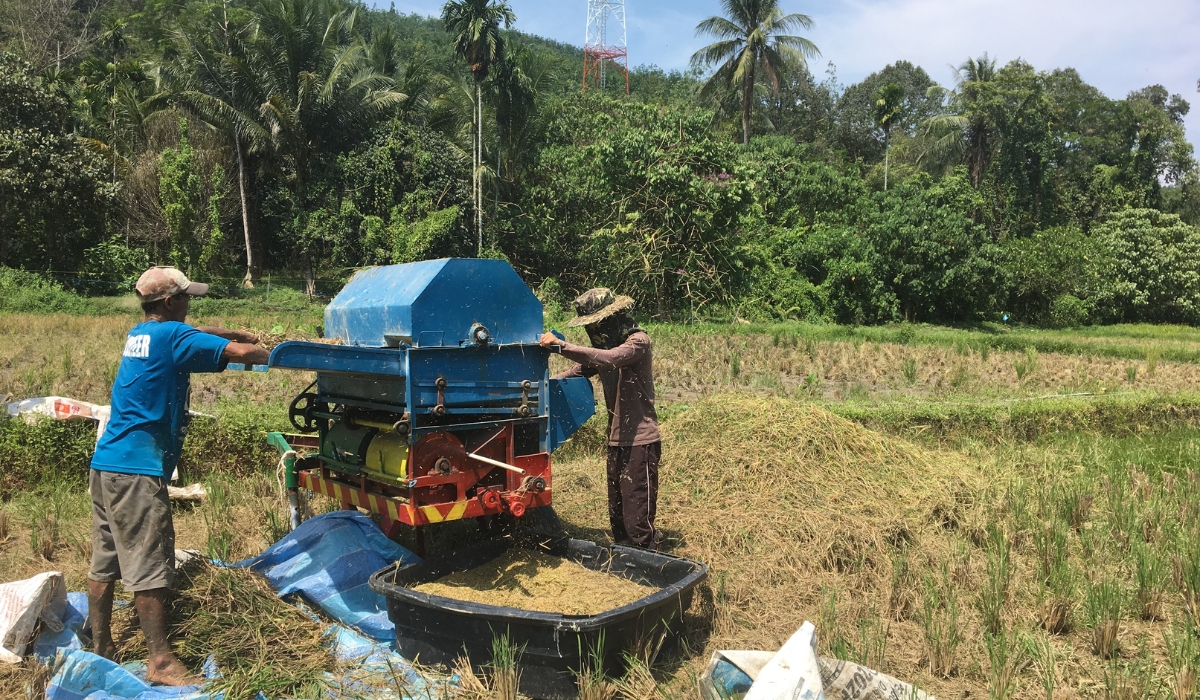 Lokman and Jun threshing the grain