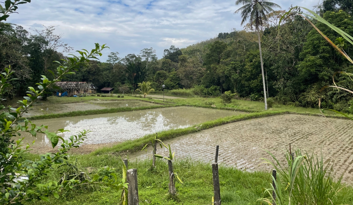 Young plots of grain the second garden