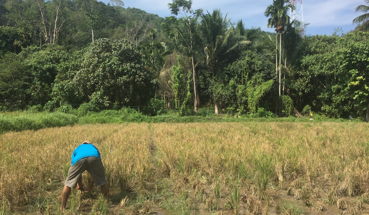 Lokman harvests the grain