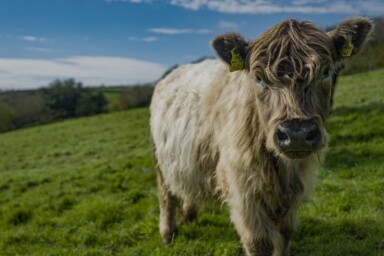 Cow on Treveddoe Farm (photo by Christian Kay)