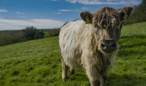Cow on Treveddoe Farm (photo by Christian Kay)