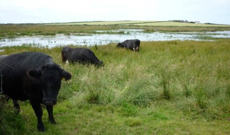 Cattle graze the marshland at Treehill farm, taken by Cath Shellswell