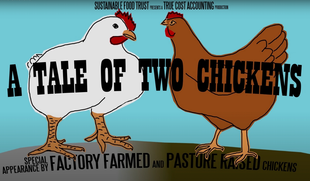 A Tale of Two Chickens video thumbnail