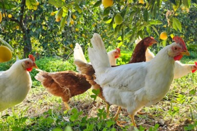 Kot-Kot project in Cyprus