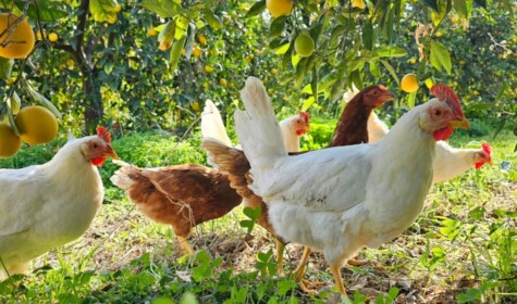 Kot-Kot project in Cyprus