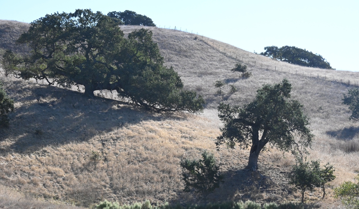 Ranchland on the San Andreas Fault