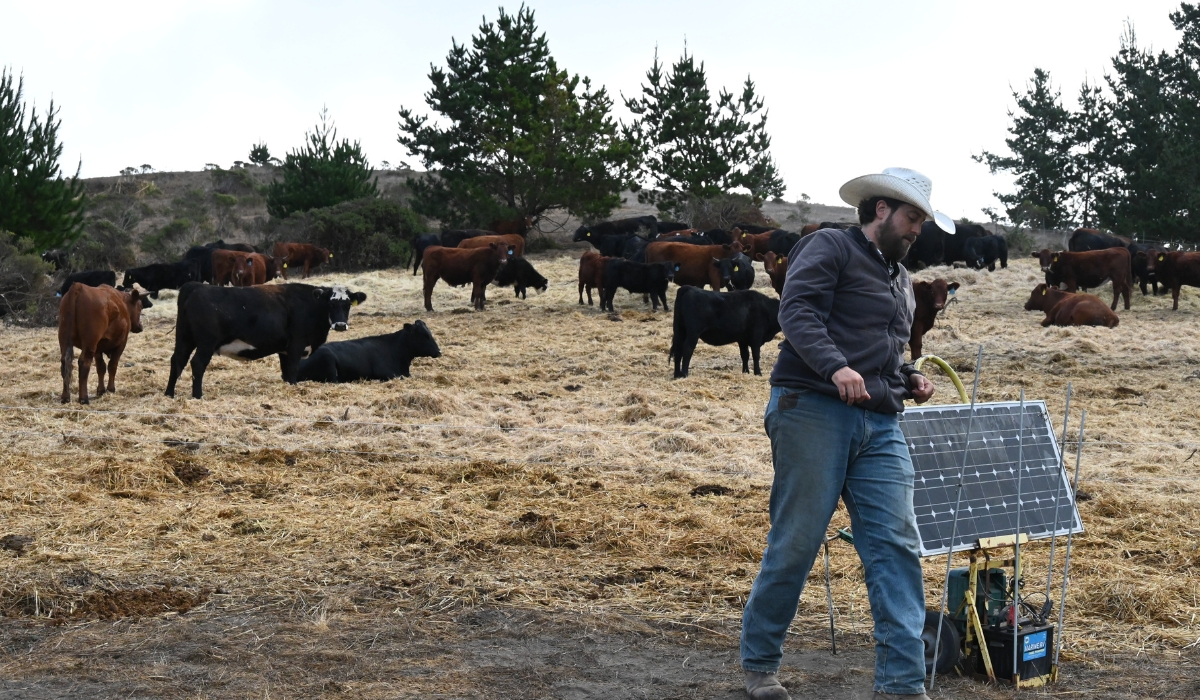 Dakota Glueck, rancher and cattle coordinator at TomKat tends to the cattle