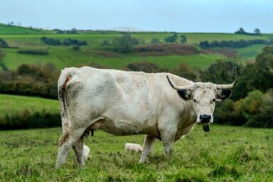 Cattle at Home Farm, Dorset, taken by Christian Kay