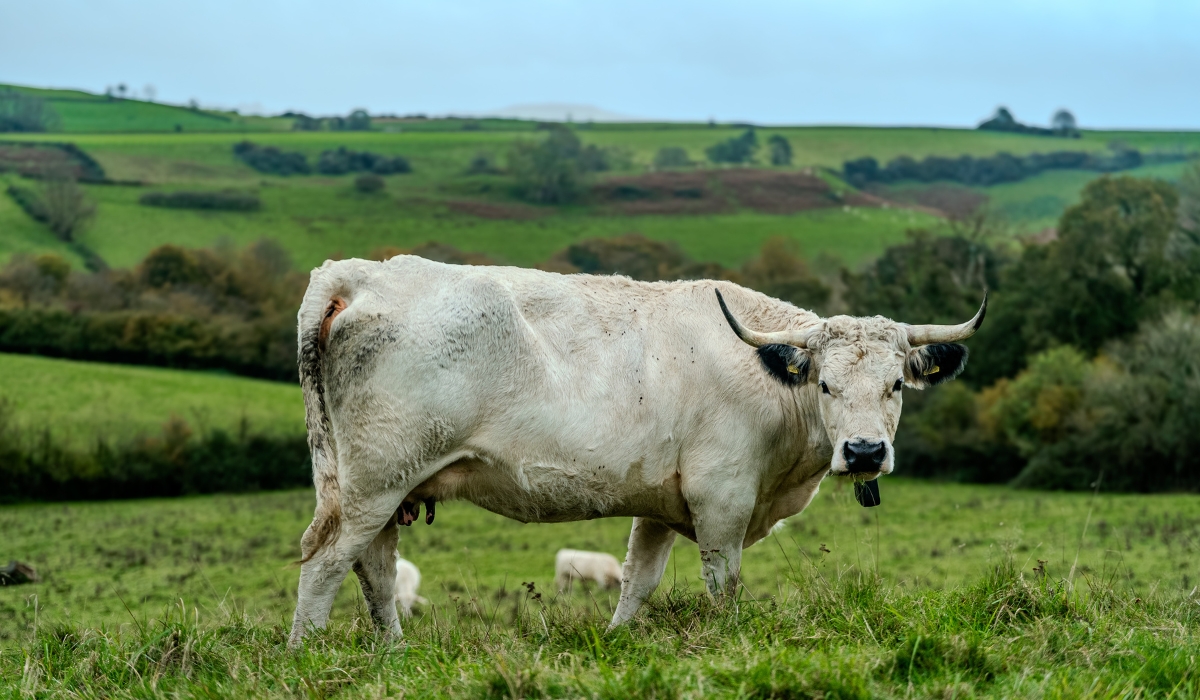 Cattle at Home Farm, Dorset, taken by Christian Kay