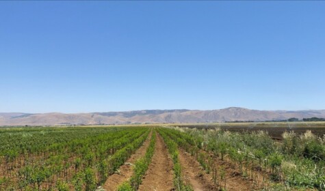 A large agriculture land for a large-scale farmer in Ammiq village in west Beqaa, with varied vegetables planted, mountains and sky in September 2021. By Diana Salloum.