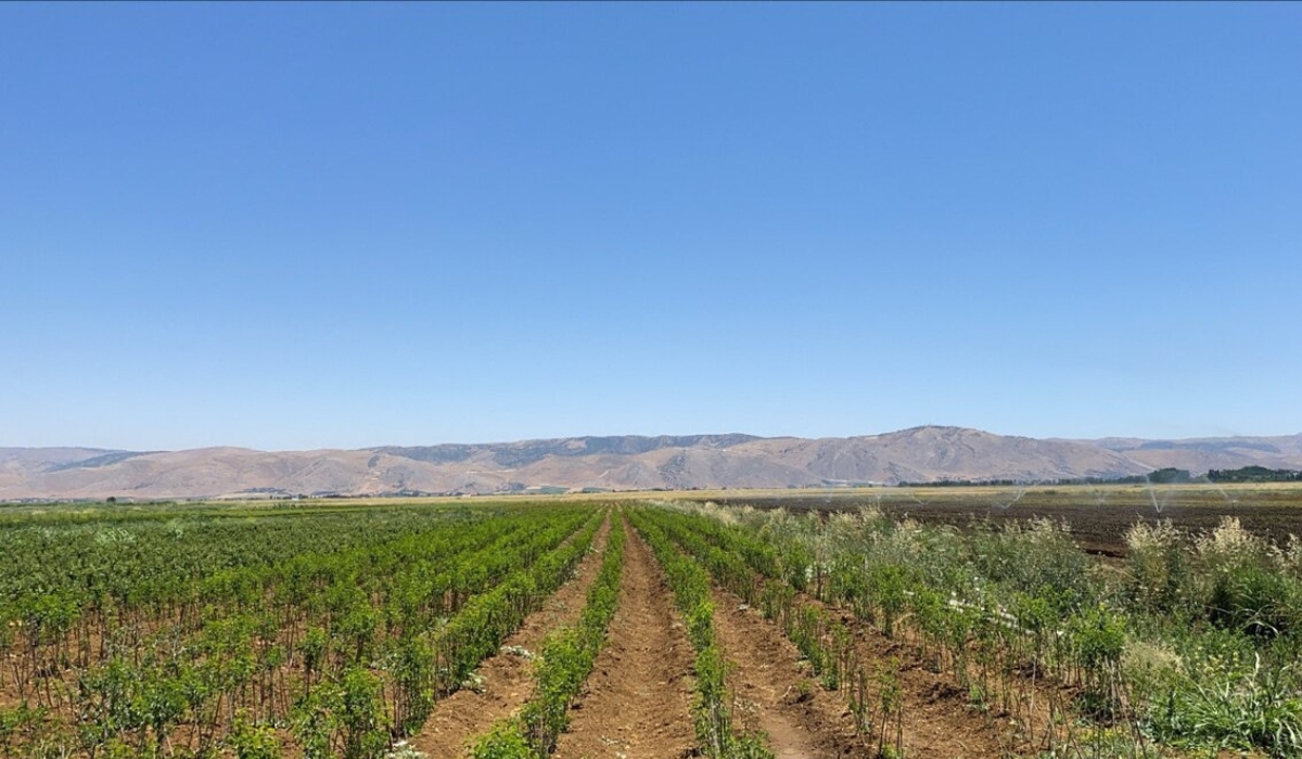 A large agriculture land for a large-scale farmer in Ammiq village in west Beqaa, with varied vegetables planted, mountains and sky in September 2021. By Diana Salloum.